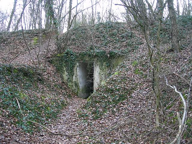 I  Funghi  dopo  l''Uragano